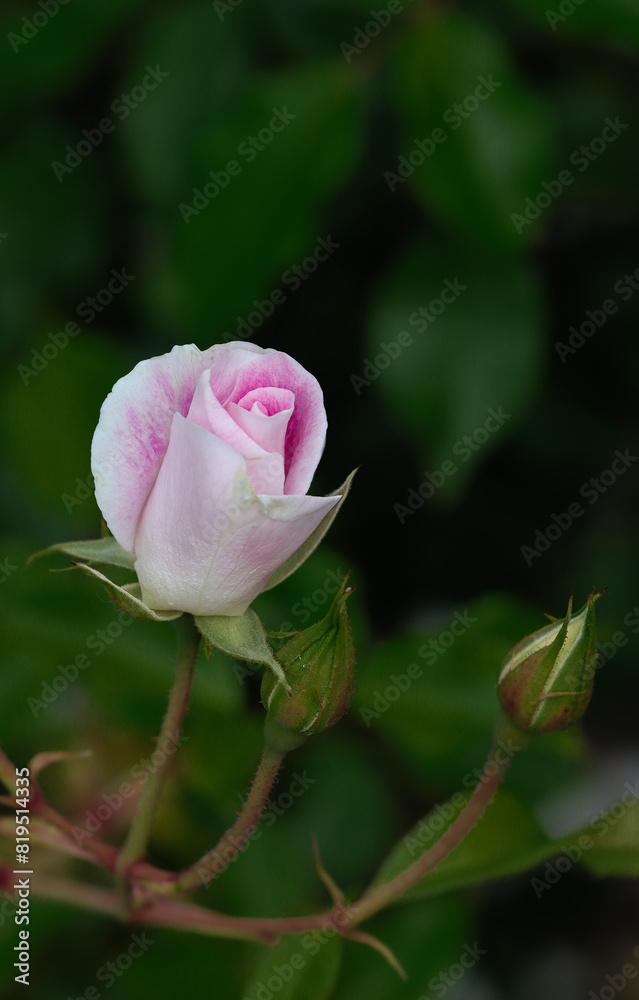 Rose Bud