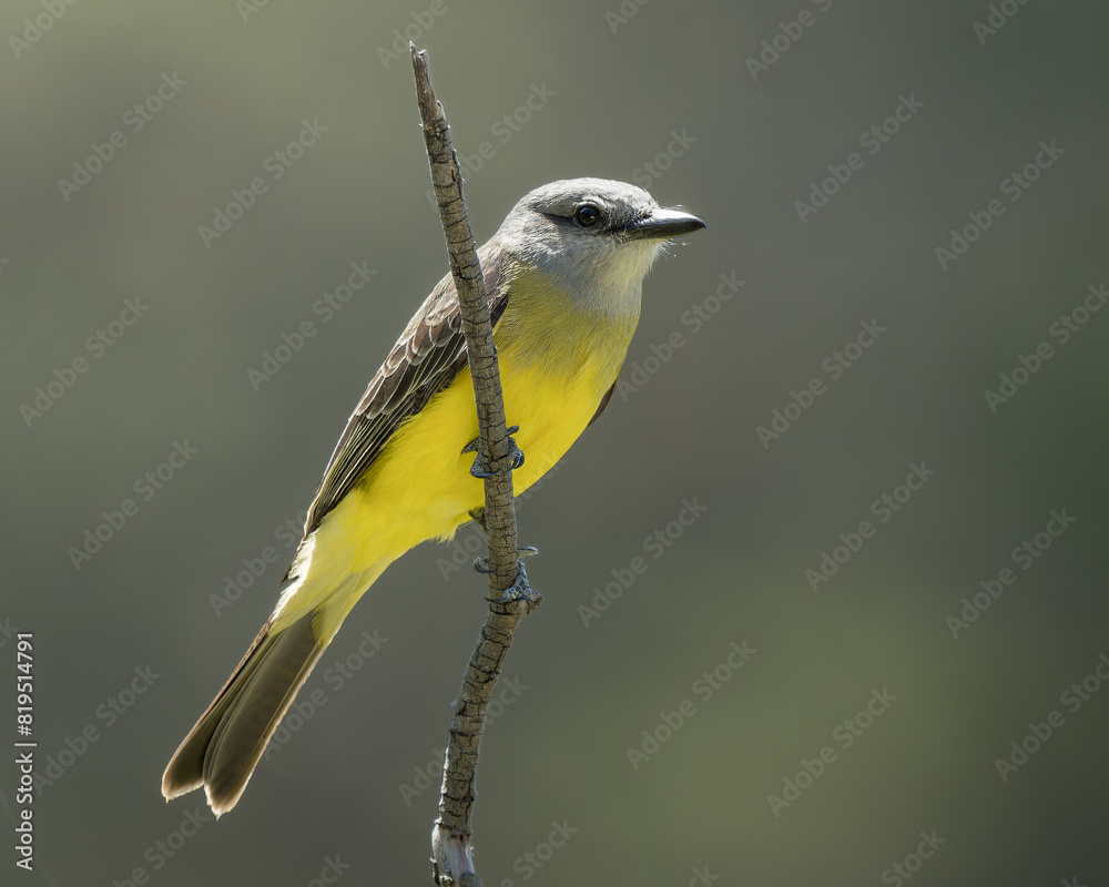 Fototapeta premium Tyrannus melancholicus