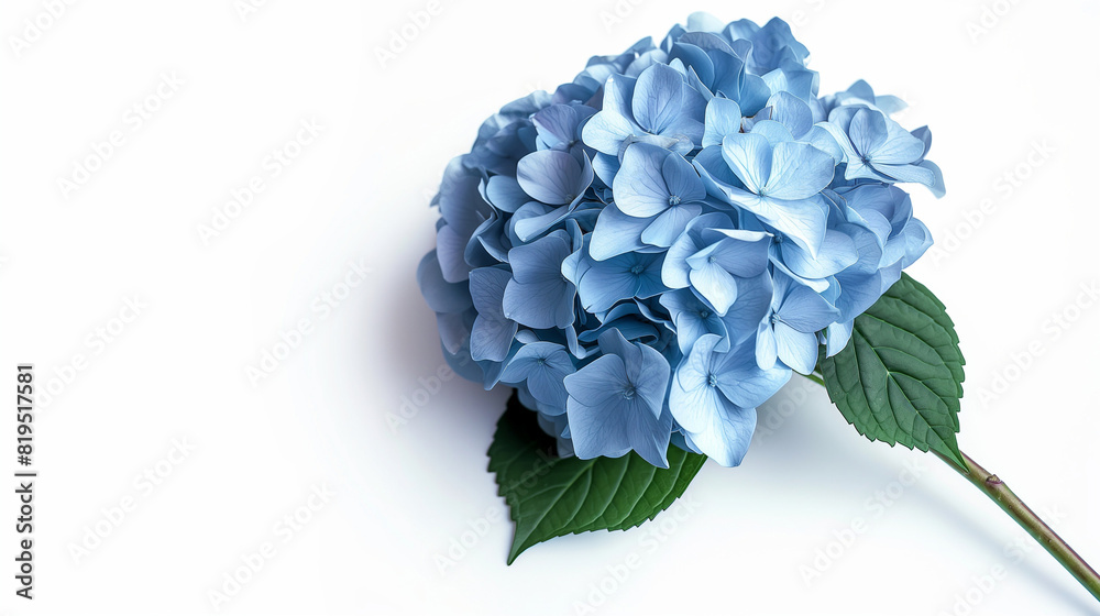 Blue Hydrangeas on white background Blue Hydrangeas on white background