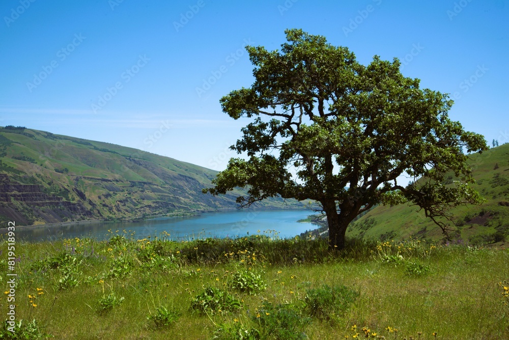 Tree growing next to a deep river valley, with pine trees along the slope of the far side of the river and a clear blue sky overhead. Tree growing next to a deep river valley, with pine trees along the slope of the far side of the river and a clear blue sky overhead.