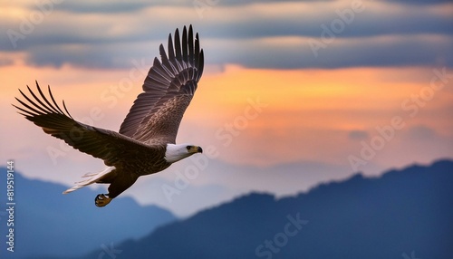 eagle  flying in the sunset © HORA STUDIO
