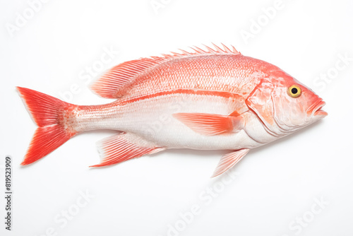 Fresh Red Snapper Fish Isolated On White Background