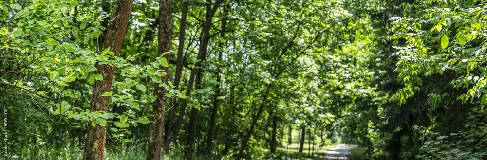 footpath through summer park. green trees with lush foliage. sunlight. panorama. footpath through summer park. green trees with lush foliage. sunlight. panorama.