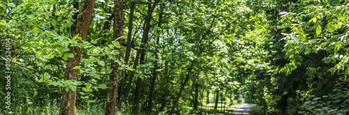 footpath through summer park. green trees with lush foliage. sunlight. panorama. © Mr Twister