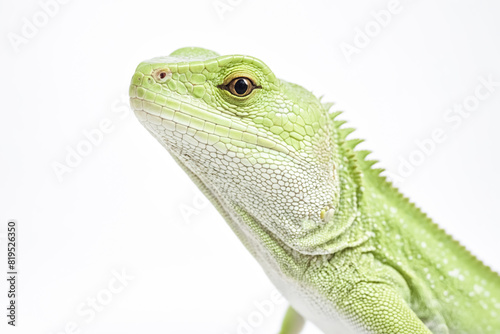 Green iguana lizard isolated on white background