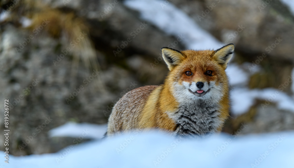 portrait of red fox with tongue slightly sticking out of mouth, behind blurry snowdrift in foreground and snowy rocks in background portrait of red fox with tongue slightly sticking out of mouth, behind blurry snowdrift in foreground and snowy rocks in background