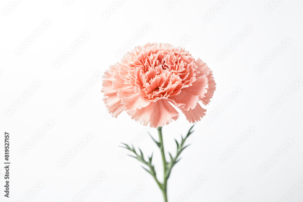 Single Pink Carnation Flower On White Background Single Pink Carnation Flower On White Background