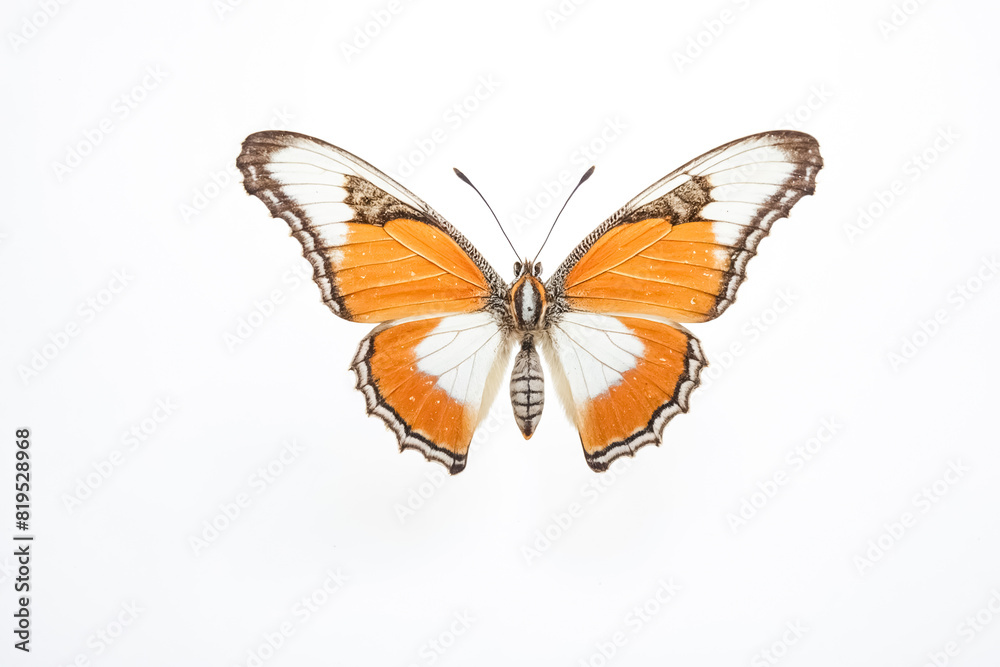 Orange and White Butterfly on White Background Orange and White Butterfly on White Background