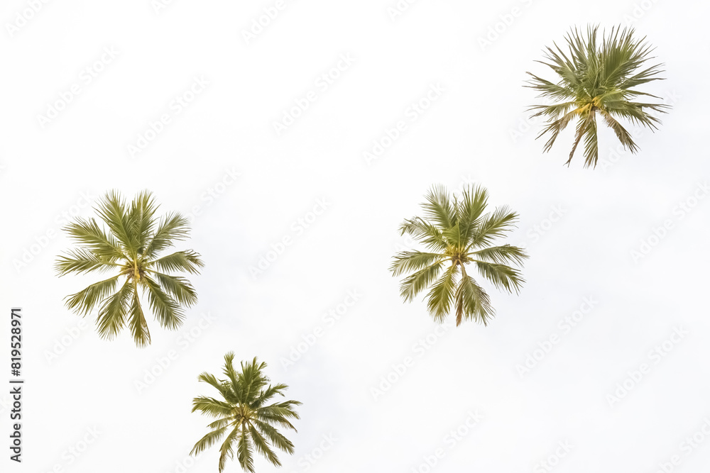 Palm trees against a white sky Palm trees against a white sky