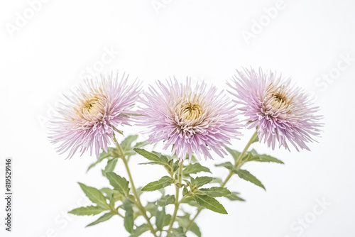 Three Pink Aster Flowers on White Background