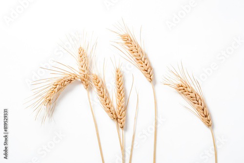Golden Wheat Stalks on White Background