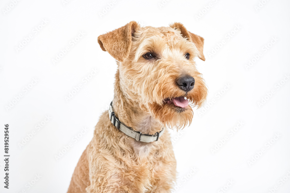 Portrait of a cute Irish terrier