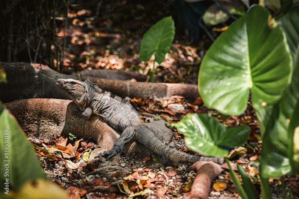 iguana on a tree iguana on a tree