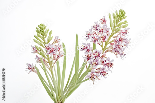 Pink and White Flowers with Green Stems on a White Background