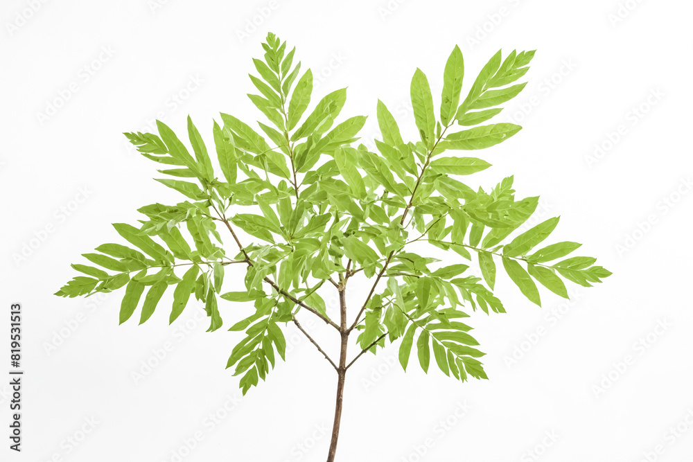 Fototapeta premium Green leaves on a branch isolated on white background