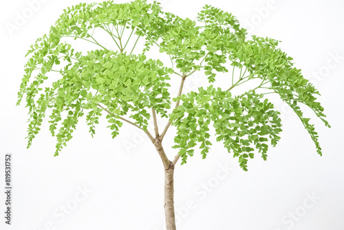 Green Plant with White Background