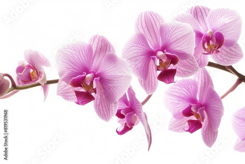 orchid photo on white isolated background 