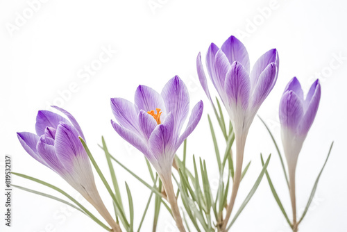 Close Up of Purple Crocuses on White Background