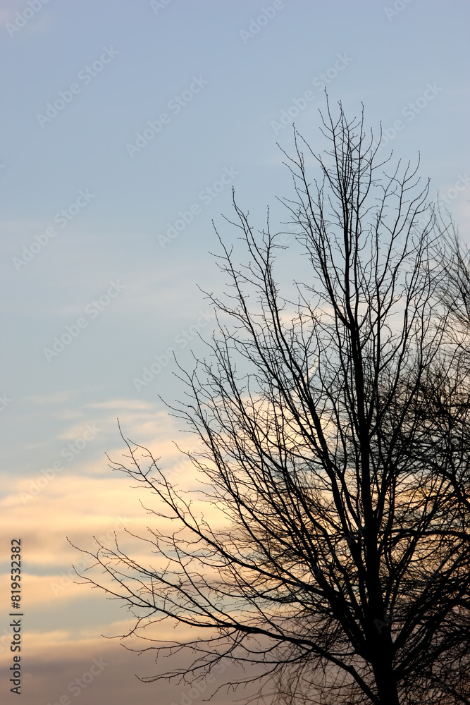 Nature, sky and branches of tree, morning and sunrise in environment, outdoor and calm in forest. Landscape, woods and ecology in village for adventure, plant and growth with sustainable for texture Nature, sky and branches of tree, morning and sunrise in environment, outdoor and calm in forest. Landscape, woods and ecology in village for adventure, plant and growth with sustainable for texture