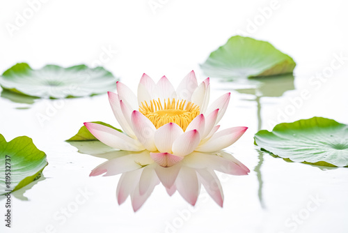 Lotus Flower Blooming in Water with Green Leaves