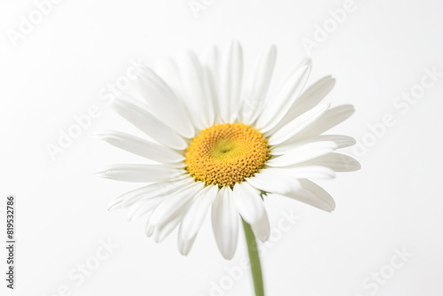Single White Daisy on White Background