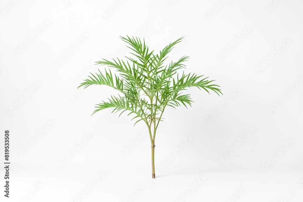 Single Palm Leaf on White Background Single Palm Leaf on White Background