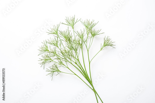 Green plant with white background