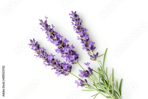 lavender photo on white isolated background