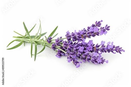 lavender photo on white isolated background