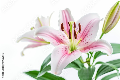 lily photo on white isolated background
