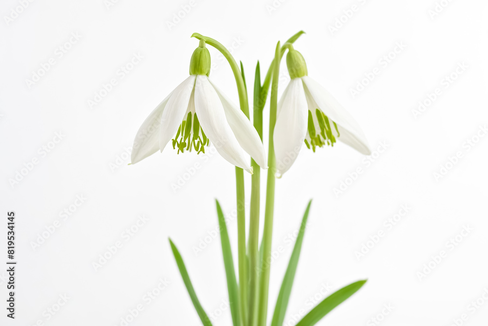 Snowdrop flowers on white background