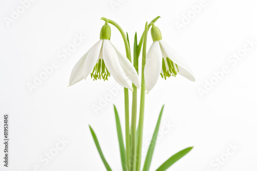 Snowdrop flowers on white background