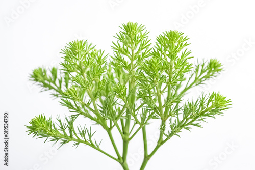 Close-Up of a Bunch of Green Leaves on a White Background