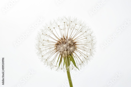 Dandelion seeds on a white background