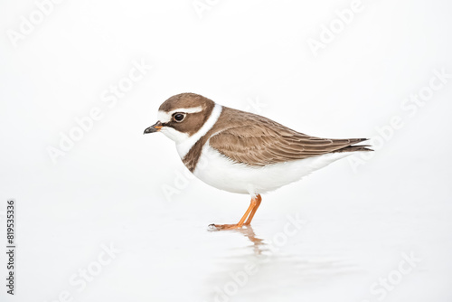Common Ringed Plover standing in water