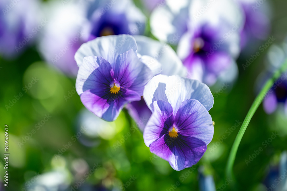 Group of Purple Pansies (Viola ×wittrockiana) Group of Purple Pansies (Viola ×wittrockiana)