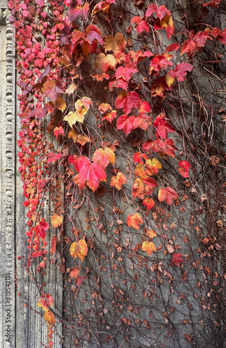 Autumn ivey in red and yellow colours on a cement wall photo