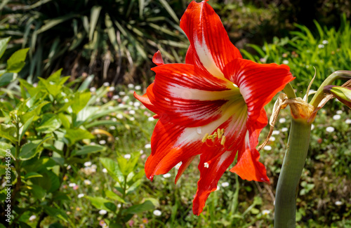 Amaryllis or Hippeastrum Hybrid flower in full glory