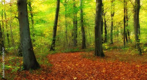 Environment  forest and nature with trees in autumn for conservation or sustainability of ecosystem. Jungle  landscape and fall with rainforest or woods for adventure  exploration and hiking