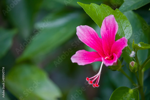 Hibiscus flowers, Hibiscus rosa-sinensis L. pink hibiscus flower on green color background. Hibiscus in Castellon
