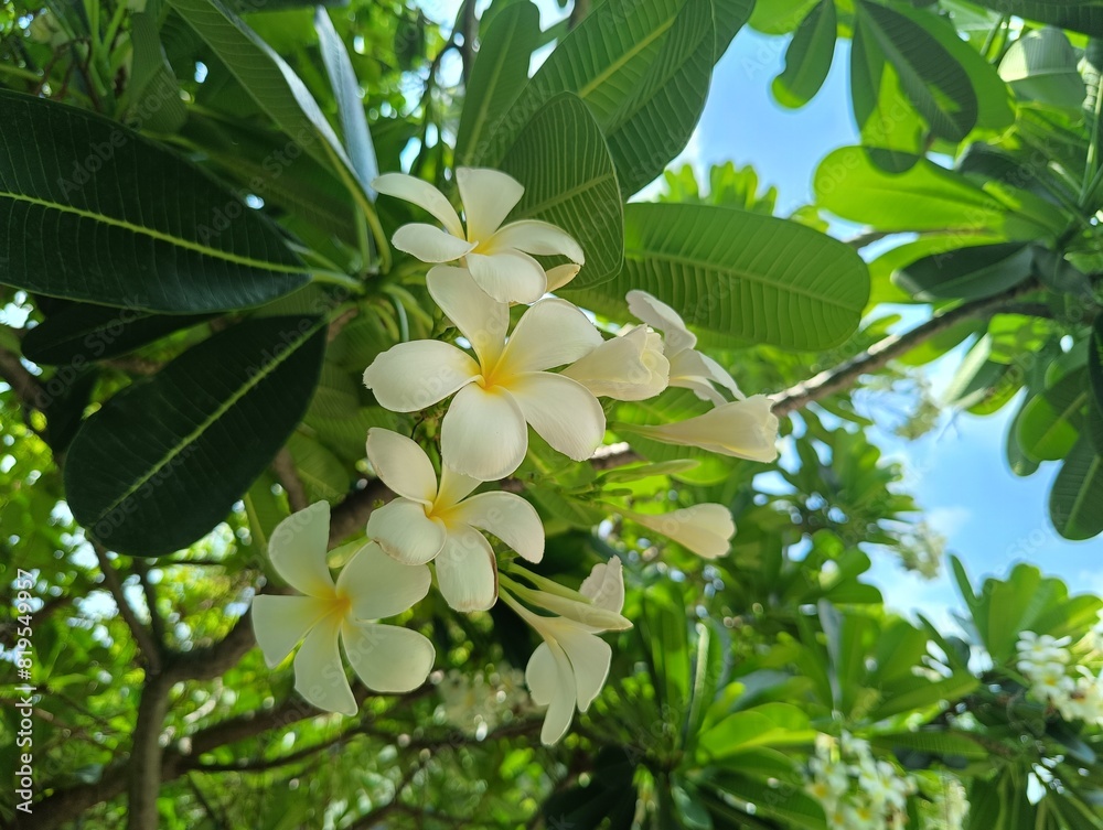 frangipani flower on the tree frangipani flower on the tree