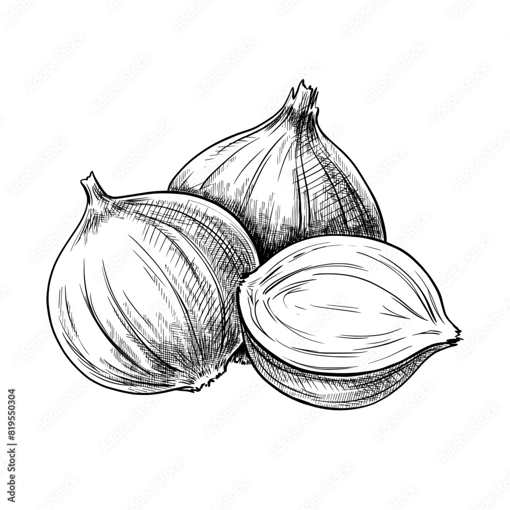 Onion hand drawn vintage vector sketch drawing