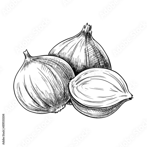 Obraz na płótnie Onion hand drawn vintage vector sketch drawing w salonie