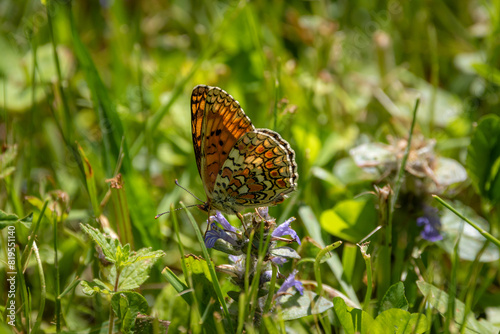 A Knapweed fritillary butterfly (Melitaea phoebe) on purple flowers in green grass.. photo