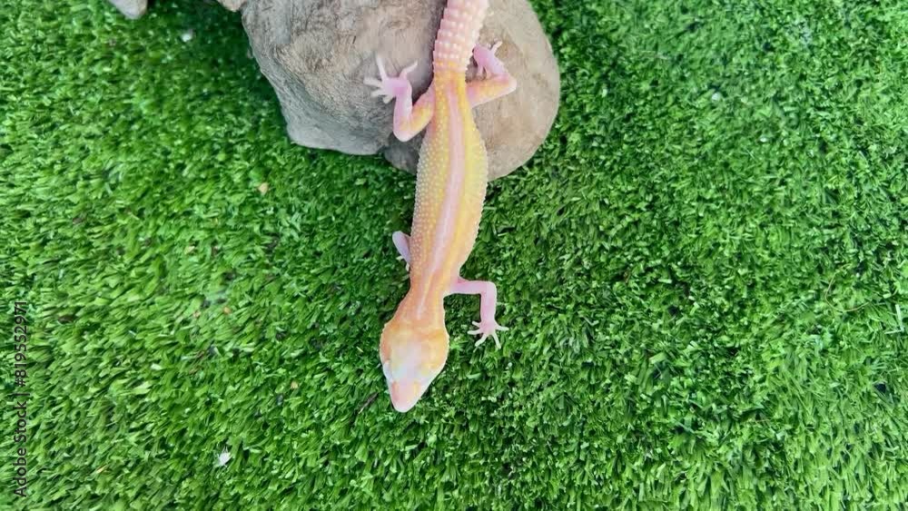 Gecko on the grass background. 4K footage of a Leopard Gecko Eublepharis macularius. Suitable for promotions for pet shops, vets, world reptile day, world animal day and earth day