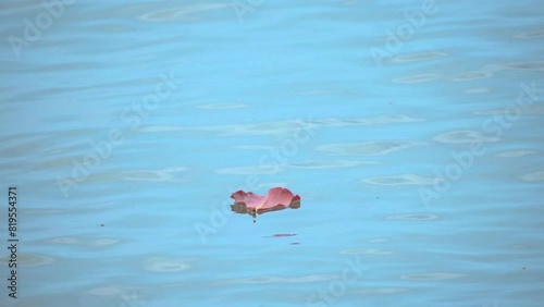 Red Leaf Floating on Sea - Daytime Tranquility