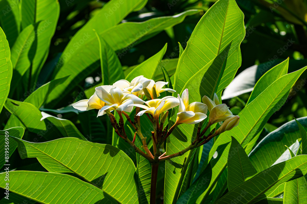 Bunch of fresh white and yellow frangipani or plumeria flowers in sunlight on the tree. Bunch of fresh white and yellow frangipani or plumeria flowers in sunlight on the tree.