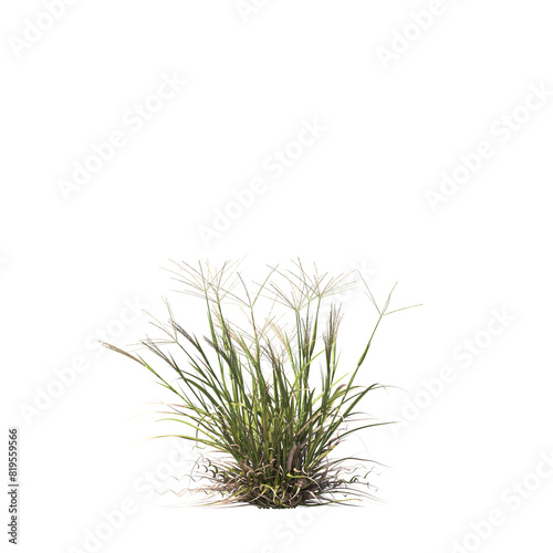 Enteropogon acicularis  Lindl  Lazarides  curly windmill grass  large windmill grass  bushes  shrubs  evergreen  small tree  bush  tree  big tree  light for daylight  easy to use  3d render  isolated