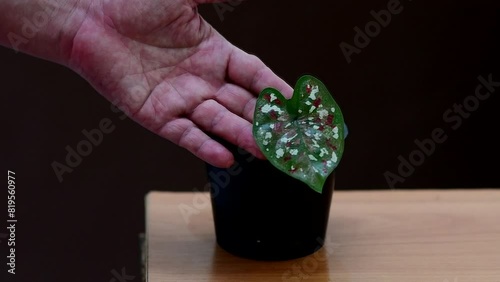 Caladium bicolor plant in pot