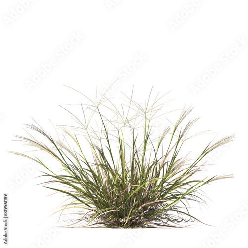 Enteropogon acicularis  Lindl  Lazarides  curly windmill grass  large windmill grass  bushes  shrubs  evergreen  small tree  bush  tree  big tree  light for daylight  easy to use  3d render  isolated